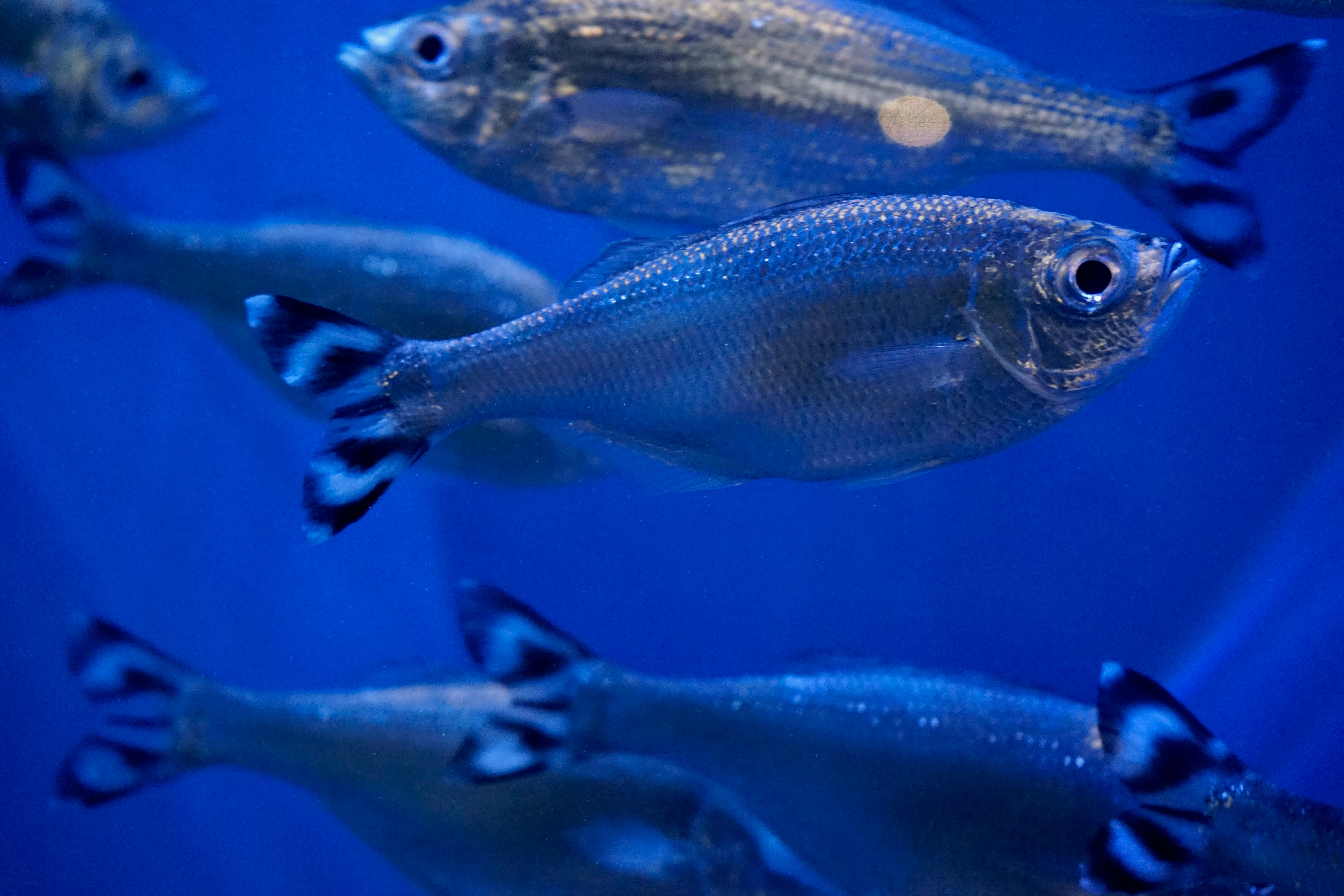 gray and black fish under water